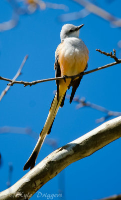 Scissor-tailed Flycatcher