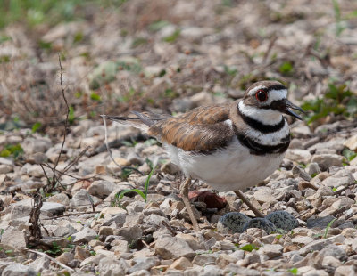 Killdeer on nest