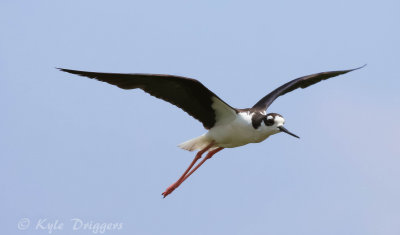 Black-necked Stilt