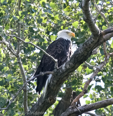Bald Eagle