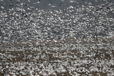 Snow Geese