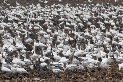 Snow Geese