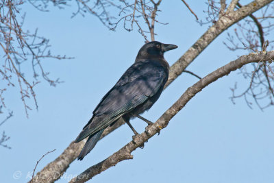 American Crow