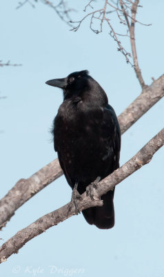 American Crow