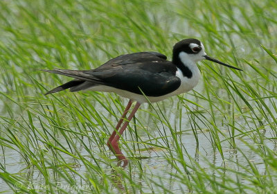 Black-necked Stilt