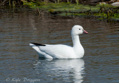 Ross's Goose