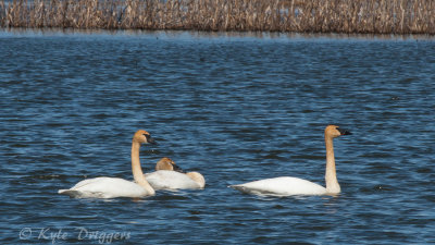 Trumpeter Swans