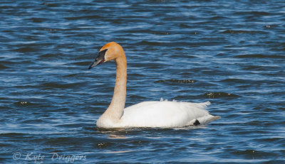 Trumpeter Swan