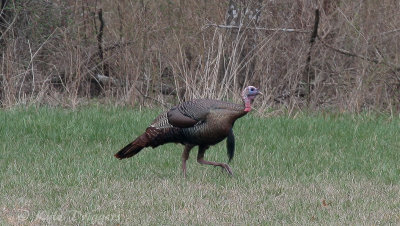 Wild Turkey