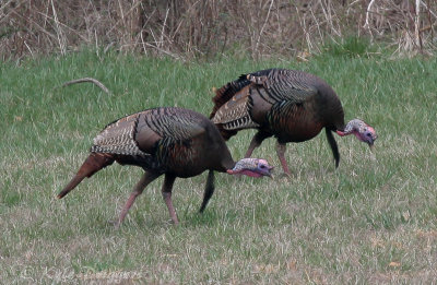 Wild Turkey