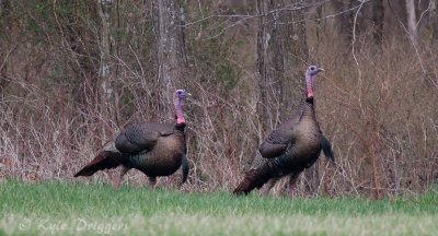 Wild Turkey