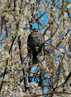 Red-winged Blackbird (female)