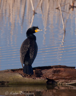 Double-crested Cormorant