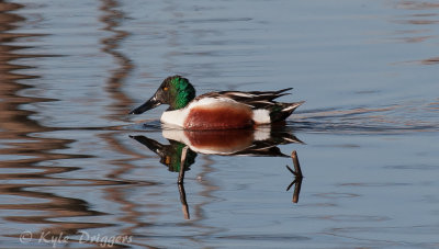 Northern Shoveler