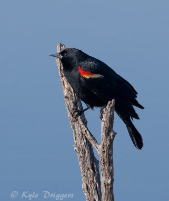 Red-winged Blackbird