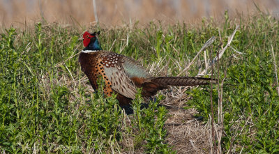 Ring-necked Pheasant