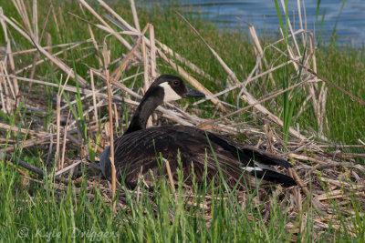 Birds of North America