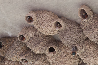 Cliff Swallow