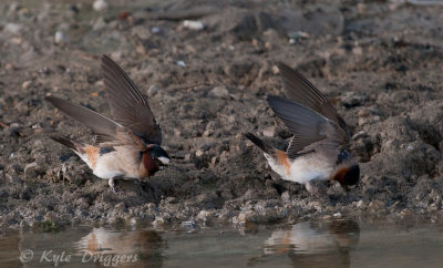 Cliff Swallow