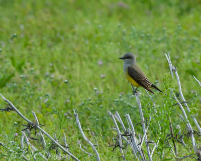 Western Kingbird