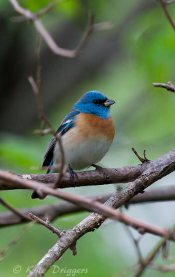 Lazuli Bunting