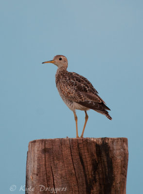 Upland Sandpiper