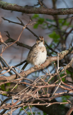 Lincoln's Sparrow