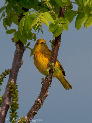 Yellow Warbler