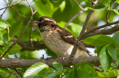 Rose-breasted Grosbeak (female)