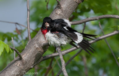 Rose-breasted Grosbeak