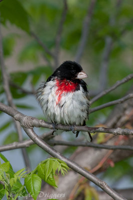 Rose-breasted Grosbeak