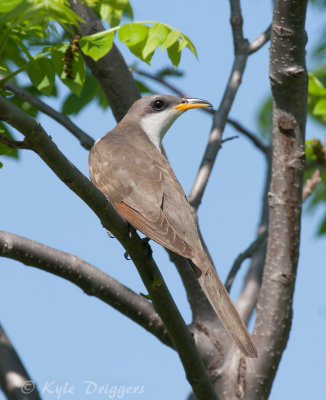 Yellow-billed Cuckoo