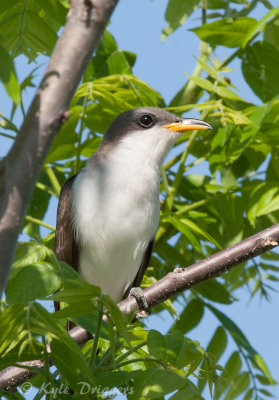 Yellow-billed Cuckoo