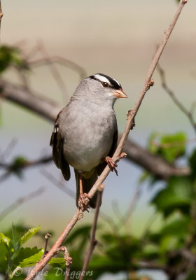 White-crowned Sparrow