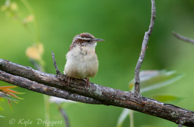 Carolina Wren
