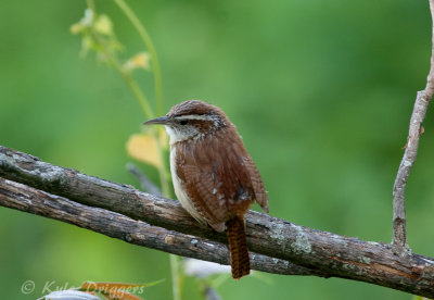 Carolina Wren