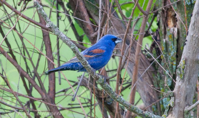 Blue Grosbeak