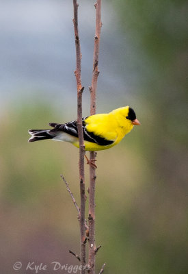 American Goldfinch