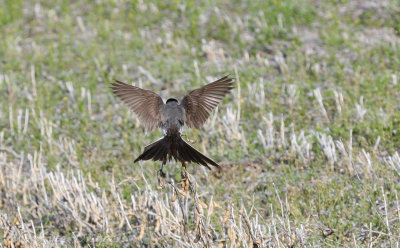 Fork-tailed Flycatcher