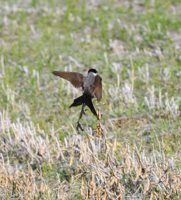 Fork-tailed Flycatcher
