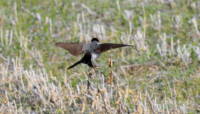 Fork-tailed Flycatcher