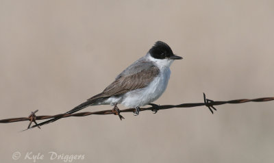 Fork-tailed Flycatcher