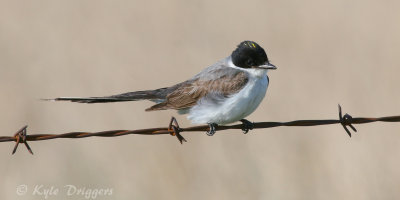 Fork-tailed Flycatcher