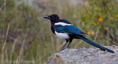 Black-billed Magpie