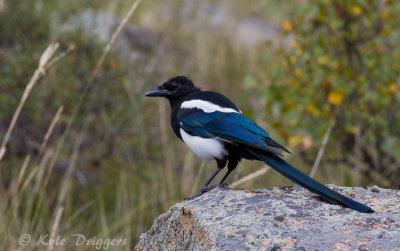 Black-billed Magpie