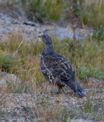 Dusky Grouse