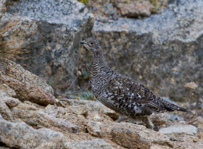 Dusky Grouse