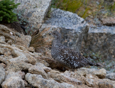 Dusky Grouse