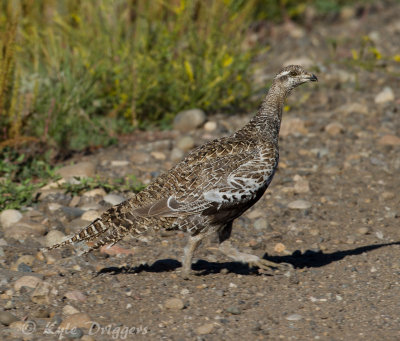 Gunnison Sage-Grouse