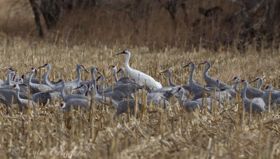 Whooping Crane and Sandhill Cranes